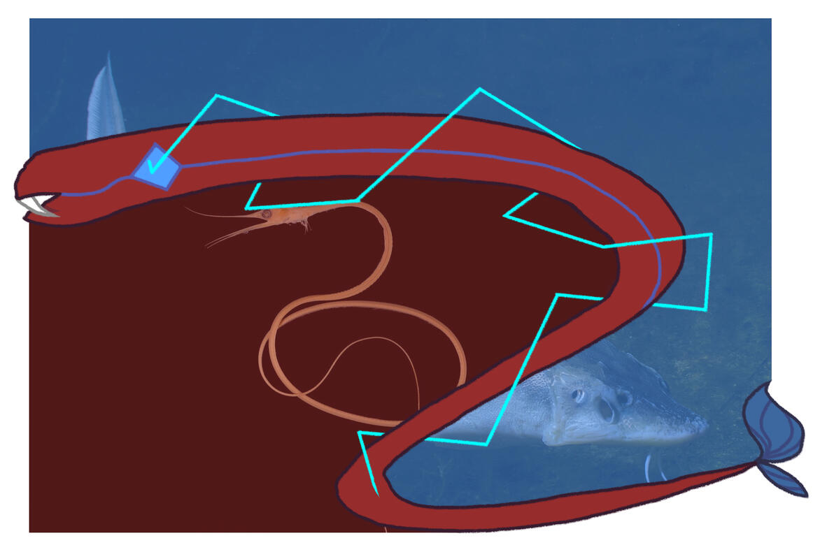 Kaijune #11 - Fresh Water (Krita, June 11)